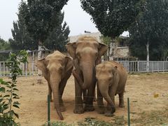 -石家庄市动物园