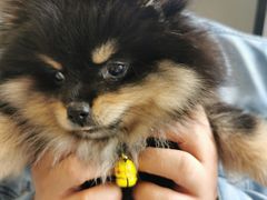 -关爱宠物医院·猫科中心·消化科(滨湖万达分院)