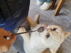 -猫小院猫主题餐厅(南锣旗舰店)