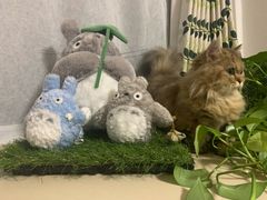 -momokira米努特·德文卷毛猫·棉花面纱犬