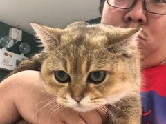 -飞行喵MR PILOT|猫舍·猫咖(静安大融城店)