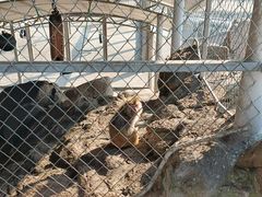 -西霞口神雕山野生动物世界