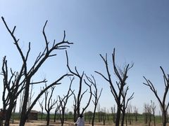 -黄沙古渡原生态旅游区