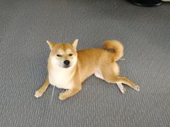 -柴源莊·柴小宠柴犬咖啡
