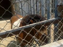 -意大利农场度假村