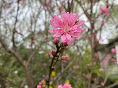 -南汇桃花村