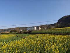 -桑洲油菜花景区