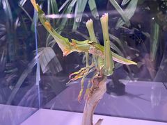 -正佳雨林生态植物园