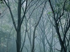 -王顺山国家森林公园