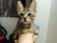 -彩虹桥宠物火化殡葬善终服务(金乐大厦店)