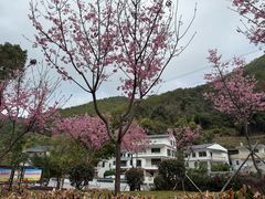 -灵光寺