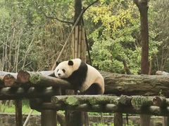 -都江堰中华大熊猫苑