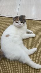 -柚子•猫美睫美甲
