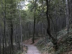 -龙井村