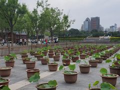 -莲花池公园