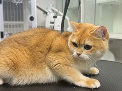 -汪小喵宠物·戴维斯乐芳希施宠馨宝皮毛调理洗护店