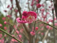 -苏州文庙(姑苏区)