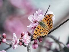 -顾村公园