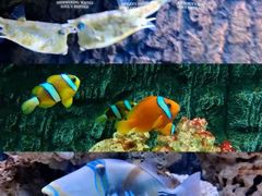 -北戴河圣蓝海洋公园