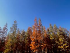 -白鹭湾湿地公园