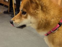 -联合动物医院(光谷诊疗中心)