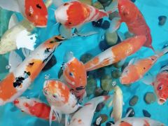 -芜湖新华联大白鲸海洋公园