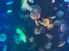 -烟台海昌鲸鲨海洋公园