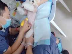 -福州肆爪动物医院