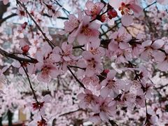 -桃花堤公园