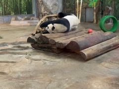 -海南热带野生动植物园