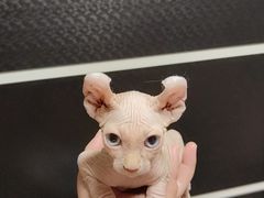 -A猫a狗全科·犬猫异宠·芥西宠物医院(南开总院)