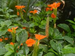 -北京植物园-展览温室