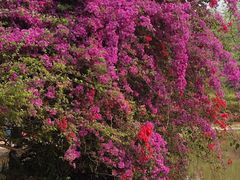 -中国科学院西双版纳热带植物园