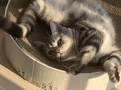 -关爱宠物医院·猫科中心·消化科(滨湖万达分院)