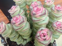 -花溪巷牛肉粉(泉城路店)