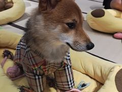 -逗柴咖啡屋·狗咖猫咖宠物桌游