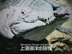 -上海海洋水族馆