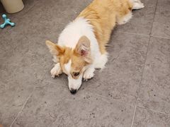 -有喵·猫咖·狗咖·30几只猫10只小狗(岗厦店)
