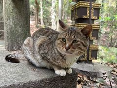 -普陀山慧济禅寺