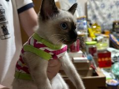 -爱侣宠医·鹦鹉专科·小型哺乳类·异宠专科(灵石路店)