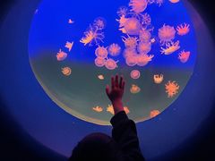 -江和美海洋公园