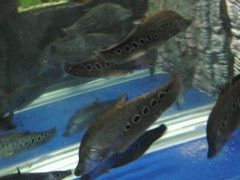 android_upload_pic-洛阳龙门海洋馆