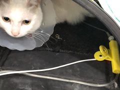 -伟伟宠物医院·CT影像中心·瑞派犬猫综合性门诊(汉口总院)