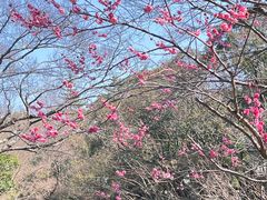 -秋霞圃