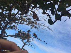 -鹅銮鼻公园