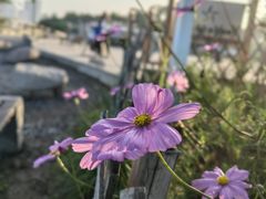 -小麦岛公园