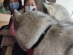 -Husky Go! 哈士奇体验馆·宠物咖啡厅狗咖