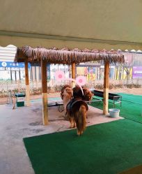 点击看大图 -萌宠亲子动物乐园(槐房万达店)