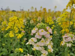 -中国天府农业博览园