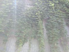 -侵华日军南京大屠杀遇难同胞纪念馆